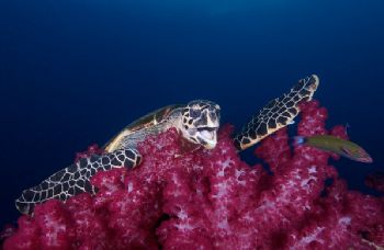 Turtle on top of the Yongala Wreck , GBR by Andy Lerner 